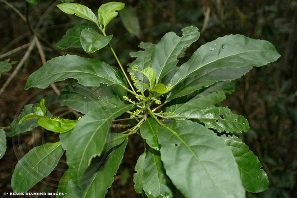 Claoxylon australe-Brittlewood