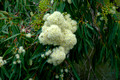 Corymbia 'Summer Snow' - Corymbia ficifolia grafted x Euc ptychcarpa Summer Snow