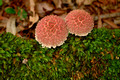 Pink Fungi72