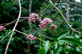 Melicope elleryana - Pink Euodia