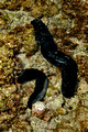 Holothuria leucospilota - Black Sea Cucumber