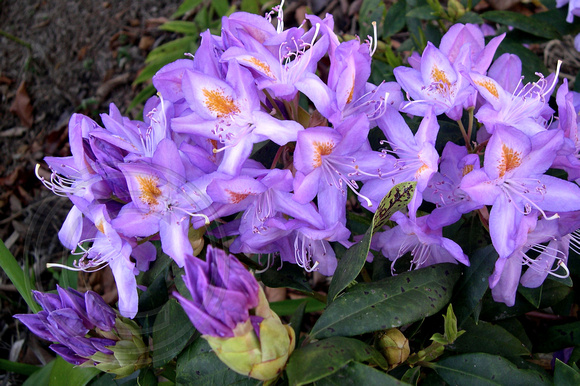 Rhododendron ponticum subsp. baeticum - Common Rhododendron, Pontic Rhododendron