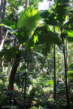 Verschaffeltia splendida - Seychelles Stilt Palm