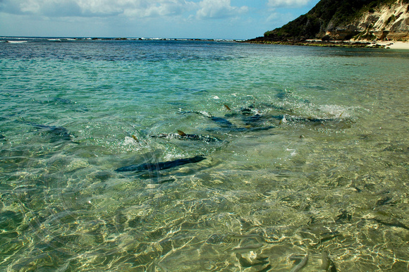 Fish Feeding Daily at 11.00am - Neds Beach, Lord Howe Island, NSW, Australia