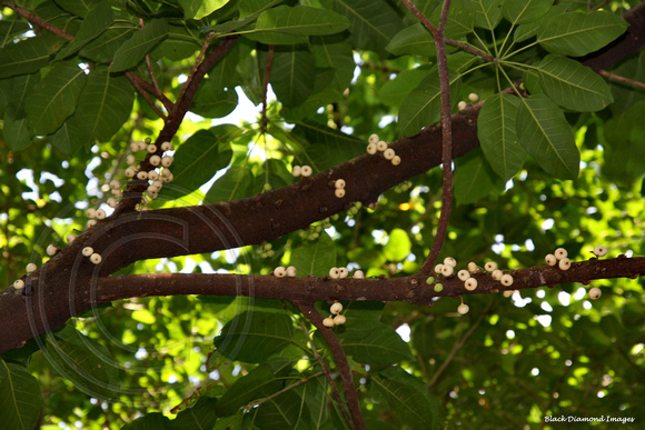 Ficus superba Fruit