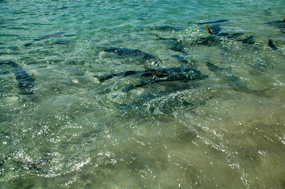 Fish Feeding Daily at 11.00am - Neds Beach, Lord Howe Island, NSW, Australia