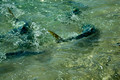 Fish Feeding Daily at 11.00am - Neds Beach, Lord Howe Island, NSW, Australia