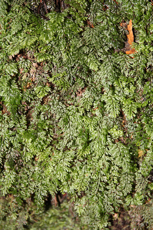 Unidentified Moss - Honeysuckle Rest Area, Barrington Tops National Park, NSW