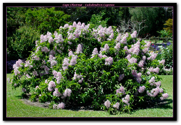 Calodendron capense - Cape Chestnut