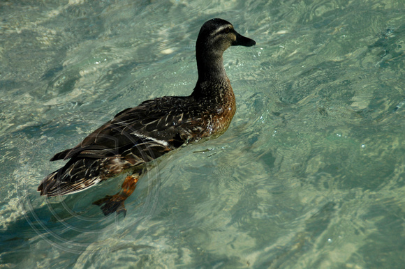 Fish Feeding Daily at 11.00am - Neds Beach, Lord Howe Island, NSW, Australia