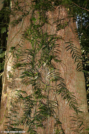 Pothos longipes - Boorganna Nature Reserve,Comboyne,NSW