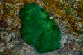 Chlorodesmis major Zanardini - Major Turtle Weed - Neds Beach,Lord Howe Island,Australia