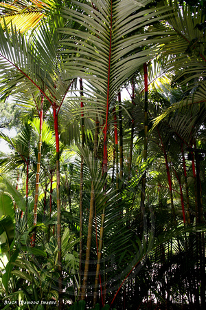 Chrystachys renda- Singapore Botanic Gardens, Singapore