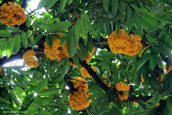 Saraca cauliflora - (Saraca thaipingensis) Yellow Saraca, Singapore Botanic Gardens