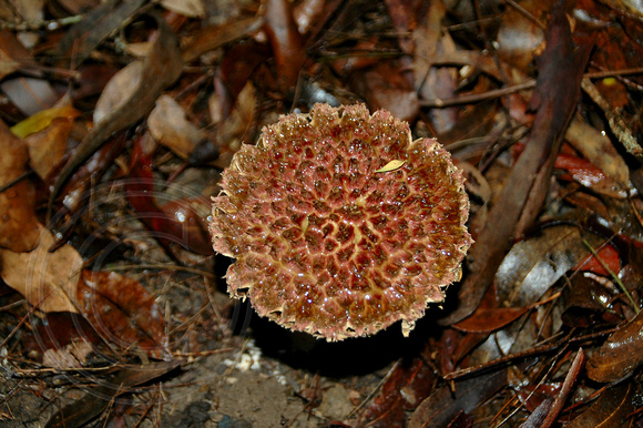 pink fungi21