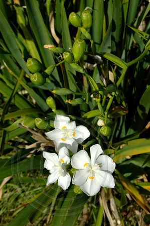 Dietes robinsoniana - Wedding Lily,Lord Howe Island