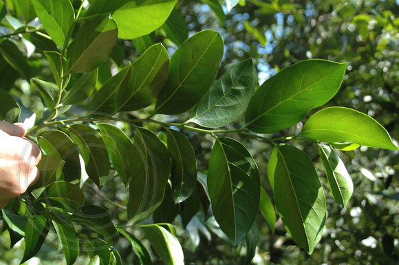 Guilfoylia monostylis