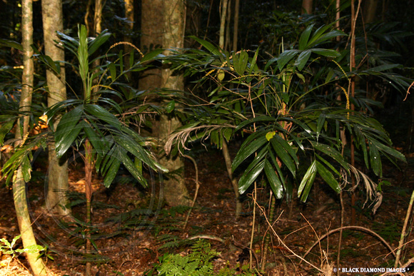 Linospadix monostachya- Walking Stick Palm Boorganna Nature Reserve