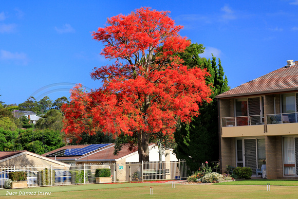 Brachychiton acerifolius - Illawarra Flame Tree, Mayflower Village Gerringong, NSW