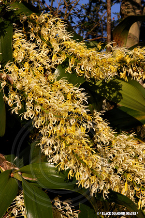 Thelychiton speciosus - Rock Orchid - Comboyne, NSW