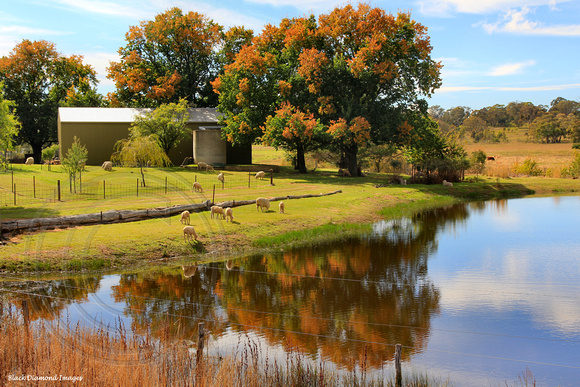 Wattle Flat, near Sofala, Central West, NSW