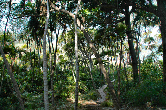 Howea belmoreana - Curley Palm