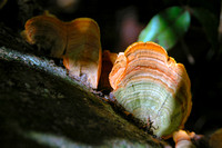 ZEN-Australian Rainforest Fungi