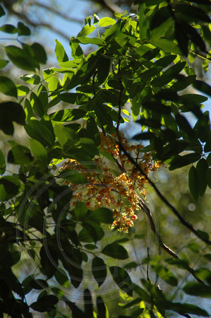 Cassia brewsteri (1)