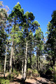 Callitris endicheri - Warrumbungle National Park, NSW