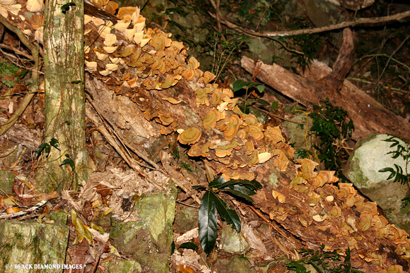 Stereum ostrea - Boorganna Nature Reserve,Comboyne Plateau