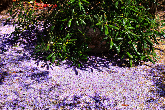 Nooroo in Spring - Mt Wilson, Blue Mountains, NSW, Australia