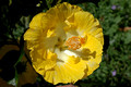 Yellow Hibiscus 3.2.2007 (6)