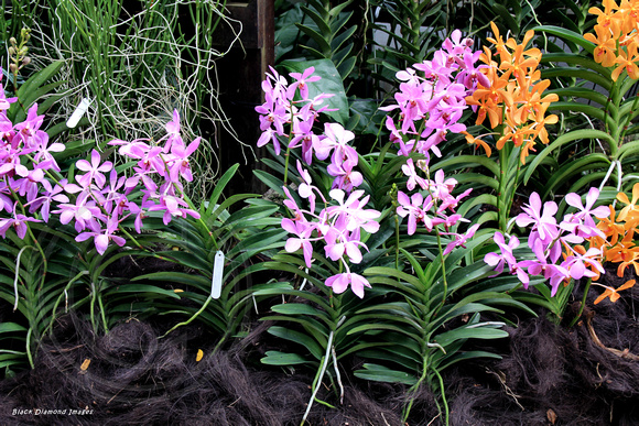 Aranda 'Noorah Alsagoff' (Mauve) & Aranda 'Omyai' (Orange) - National Orchid Garden, Singapore