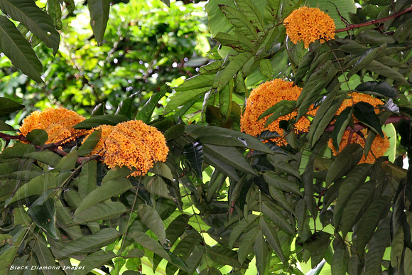 Saraca cauliflora - (Saraca thaipingensis) Yellow Saraca, Singapore Botanic Gardens