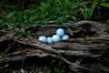 Eggs on Nest - Lord Howe Island