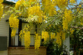Cassia fistula - Golden Shower Tree