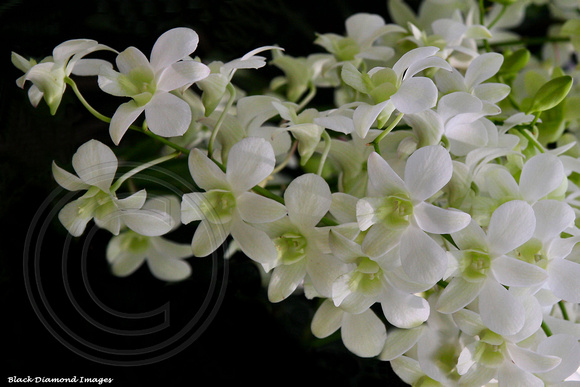 Dendrobium 'White' Fairy' - Dendrobium Singapore White X Dendrobium Walter Oumae