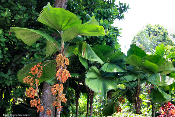 Fruiting Licuala grandis - Ruffled Fan Palm, Vanuatu Fan Palm or Palas Palm - National Orchid Garden, Singapore Botanic Gardens