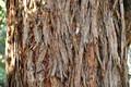Eucalyptus microcorys-Tallowwood