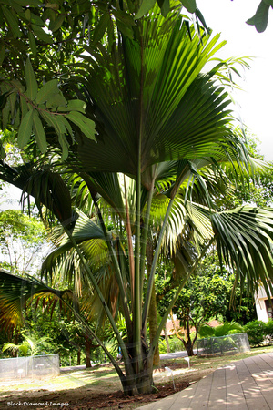 Lodoicea maldivica - Double Coconut Palm, Coco de Mer