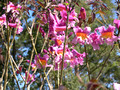 Tabebuia impetiginosa - Pink Trumpet Tree