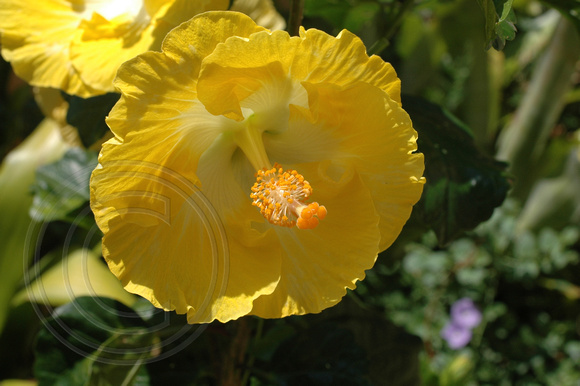 Yellow Hibiscus 3.2.2007 (12)