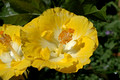 Yellow Hibiscus 3.2.2007 (7)