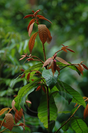 Amorphospermum whitei - Rusty Plum (4)
