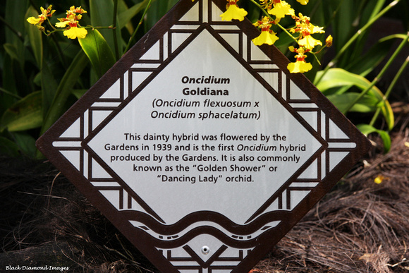 Oncidium goldiana Oncidium flexuosum X Oncidium sphacelatum