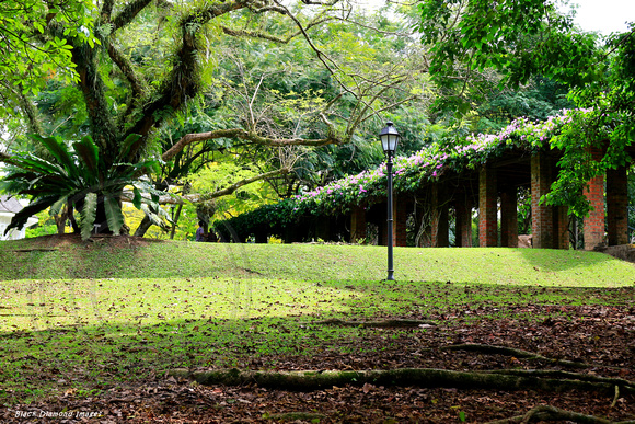 Asplenium nidus - Birds Nest Fern, Singapore Botanic Gardens