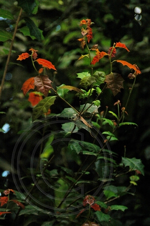 Alchornea iliciflia-Native Holly