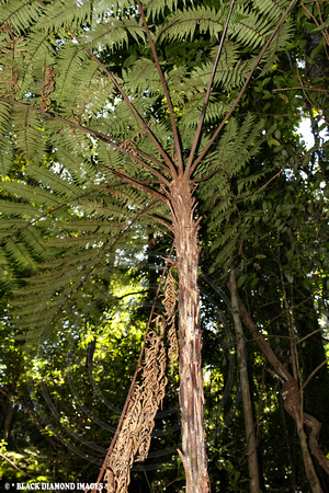 Cyathea leichhardtiana-Prickly Treefern-Boorganna Nature Reserve