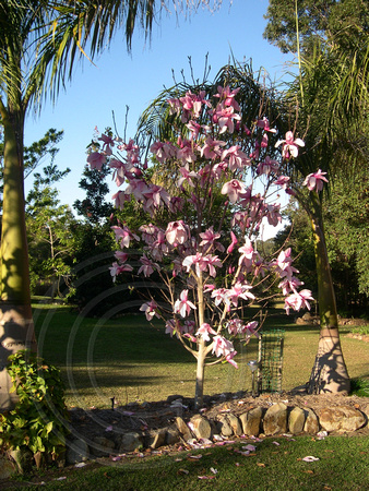 Magnolia ‘Star Wars’ (M. liliiflora x M. campbellii)
