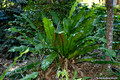 Birds Nest Fern-Asplenium australasicum